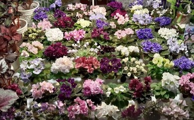 В Доме архитектора откроется выставка фиалок и других комнатных растений