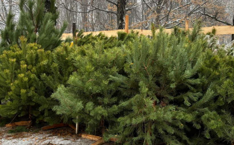 Где в Полтаве купить елку: адреса