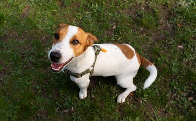 В Харькове нашли водителя, который сбил собаку и уехал с места ДТП