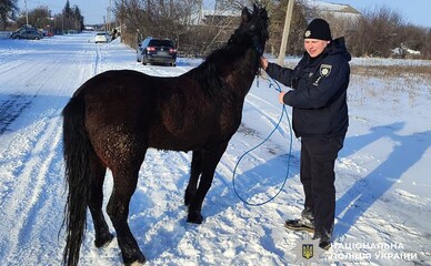 Загублений кінь дійшов із Черкащини до Полтавщини і його знайшли поліцейські