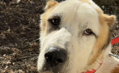 Священник у Рени почти полтора года не кормил алабая — пес весит всего 33 кг.