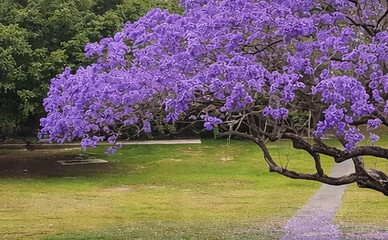Блогерка склала карту цвітіння Києва: куди іти, щоб побачити весну