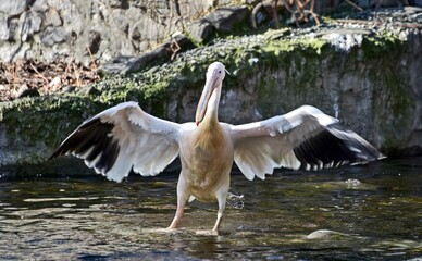 У КиївЗоо пелікани повернулися на озеро та відкрили весняне переселення тварин