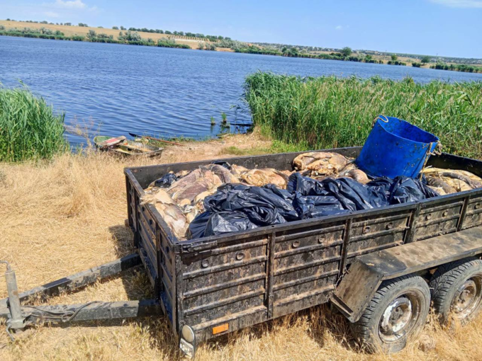 В пруду в Одесской области обнаружили массовую гибель рыбы